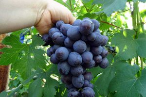 زمان مصرف کود پتاس برای درختان میوه