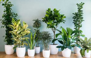 بهترین کود برای رشد گیاهان آپارتمانی