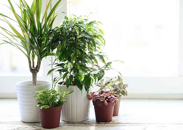 بهترین کود برای رشد گیاهان آپارتمانی