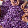 طرز استفاده از گلبرگ زعفران