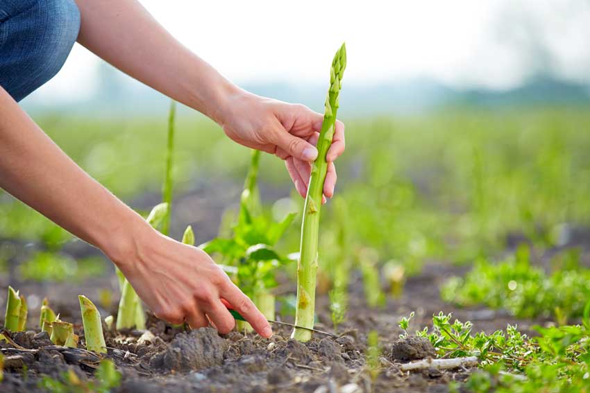 راهنمای کامل کوددهی مارچوبه